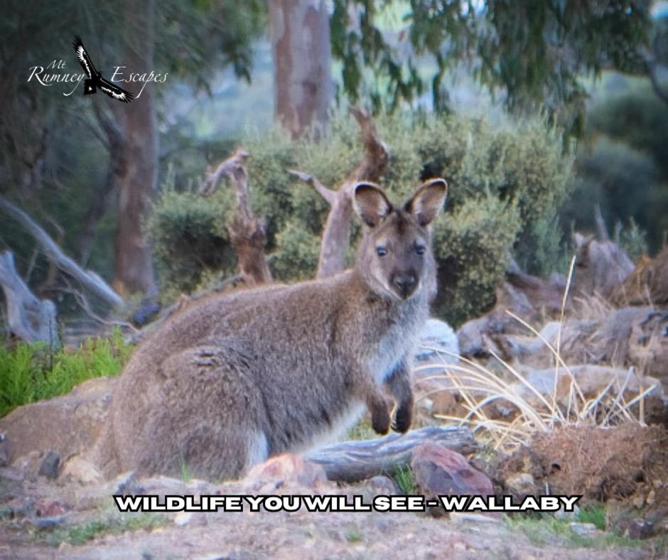 Mount Rumney Escapes - Platypus Cabin Bagian luar foto